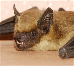 bat removal Pearland