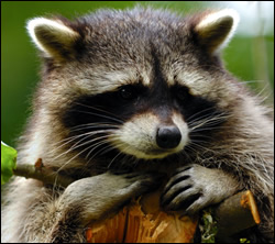 raccoon removal Pearland