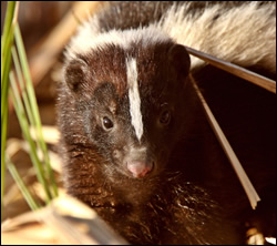 skunk removal Pearland