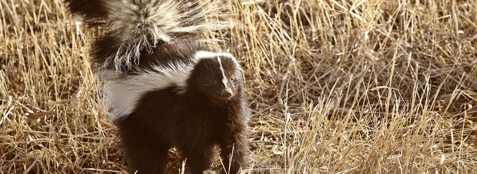 Skunk Removal Pearland