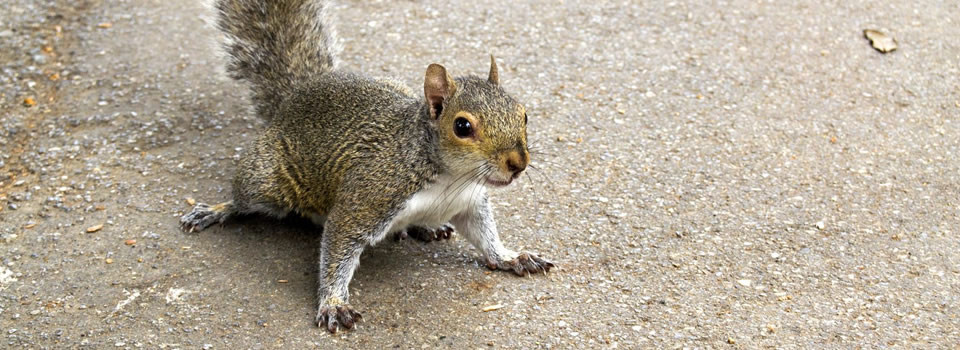 Squirrel Removal Pearland